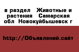  в раздел : Животные и растения . Самарская обл.,Новокуйбышевск г.